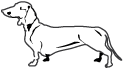 Dashchund